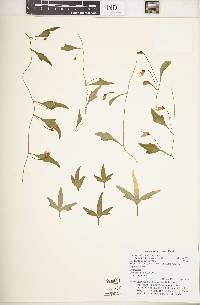 Cyphia dentariifolia image