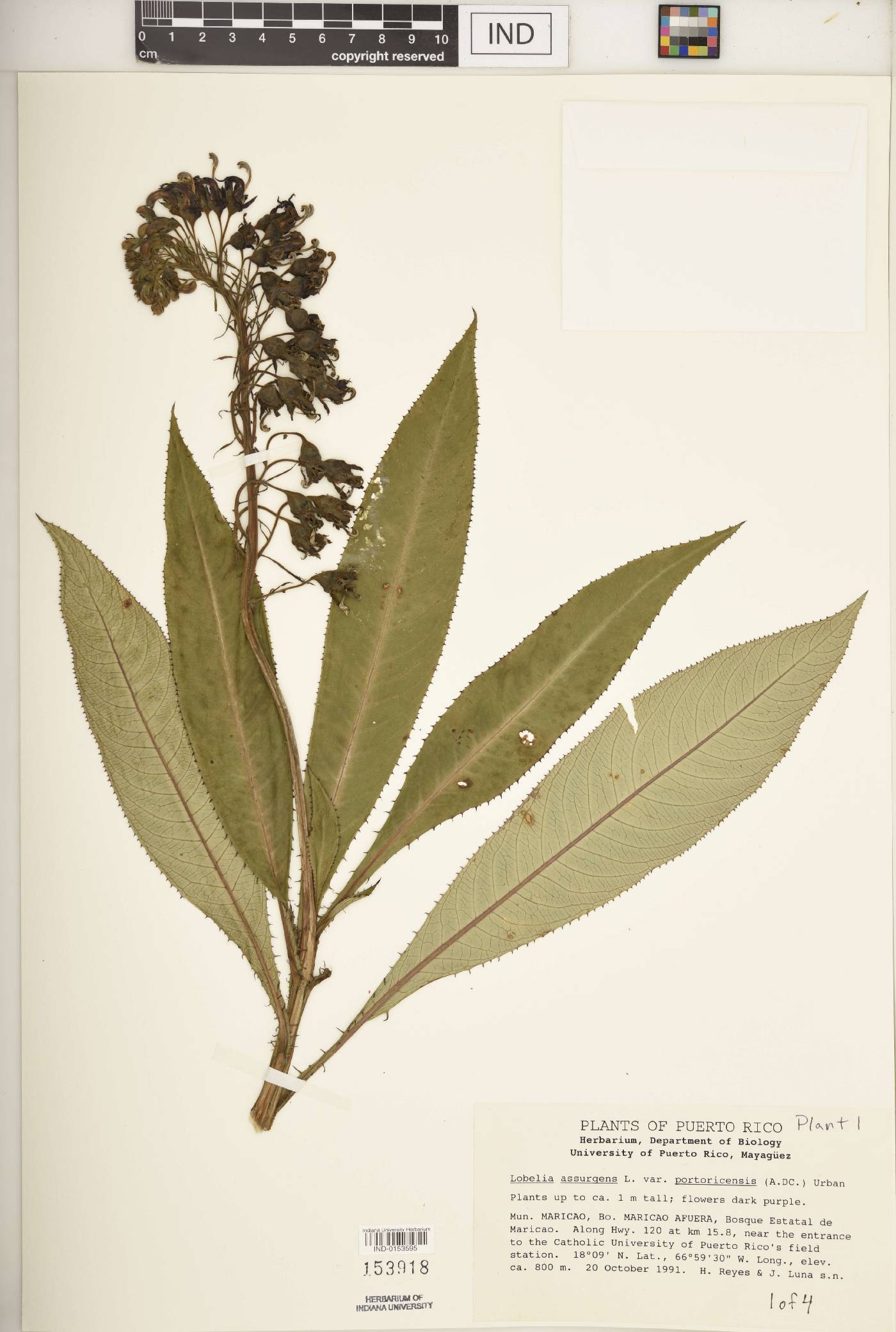 Lobelia robusta image