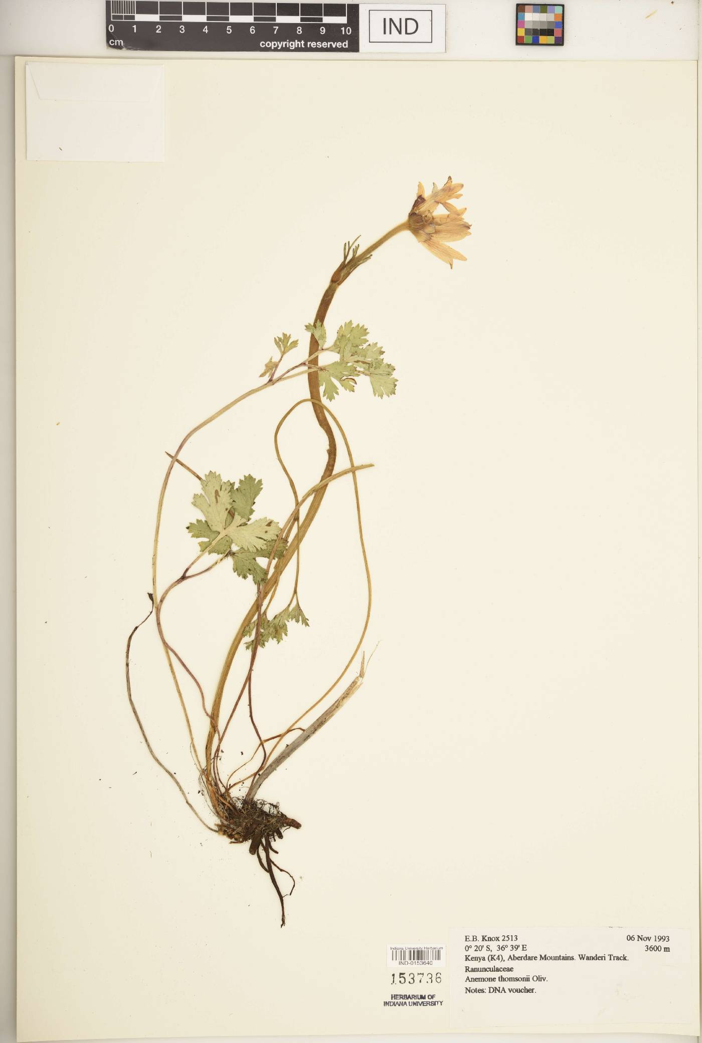 Anemone thomsonii image