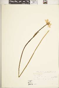 Anemone thomsonii var. thomsonii image