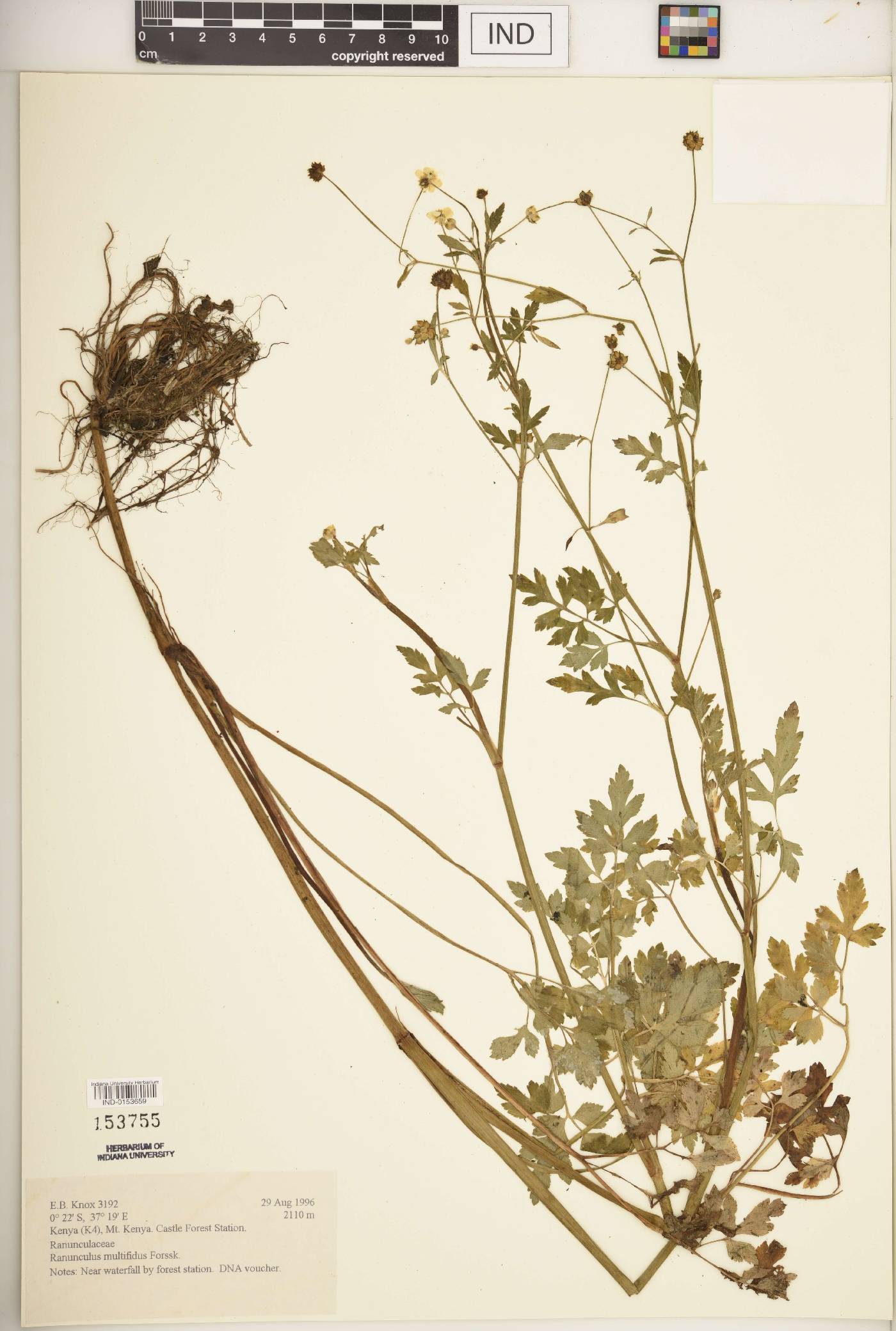 Ranunculus multifidus image