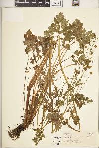 Ranunculus multifidus image