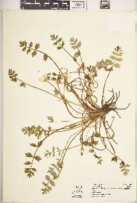 Ranunculus oreophytus image