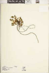 Ranunculus oreophytus image
