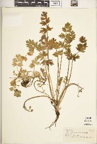 Image Associated With the Occurence