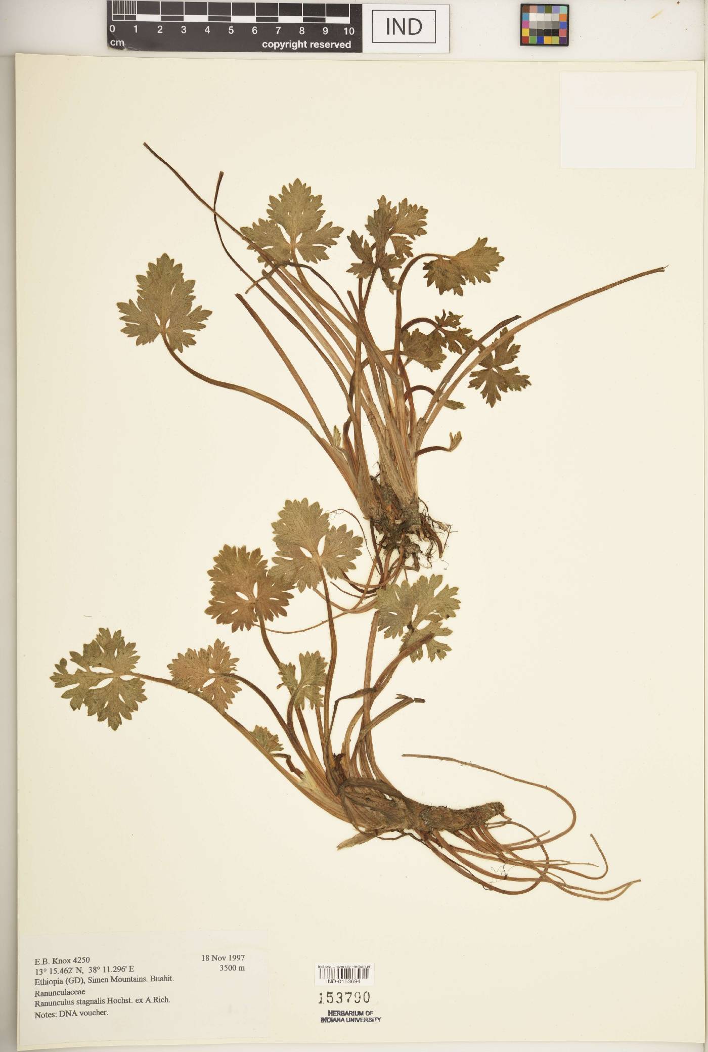 Ranunculus stagnalis image