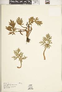 Ranunculus stagnalis image