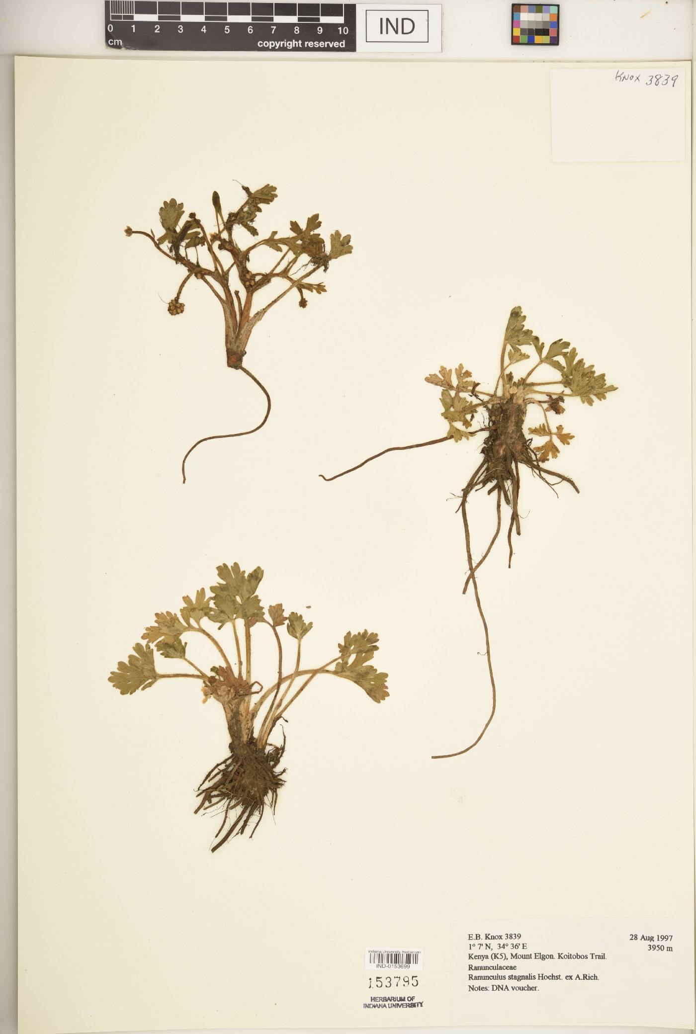 Ranunculus stagnalis image