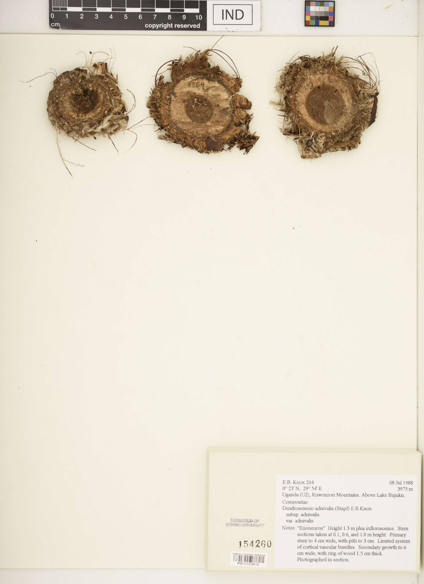 Dendrosenecio adnivalis subsp. adnivalis var. adnivalis image