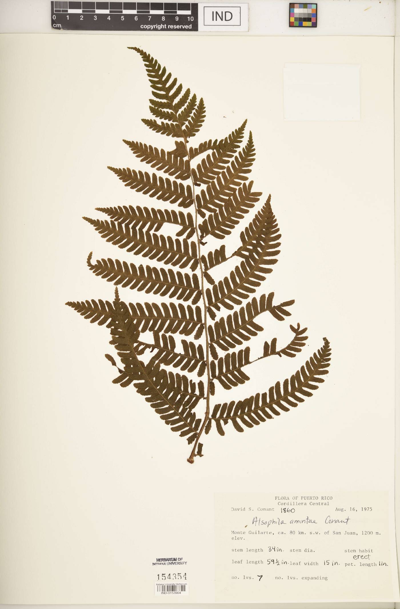 Alsophila amintae image