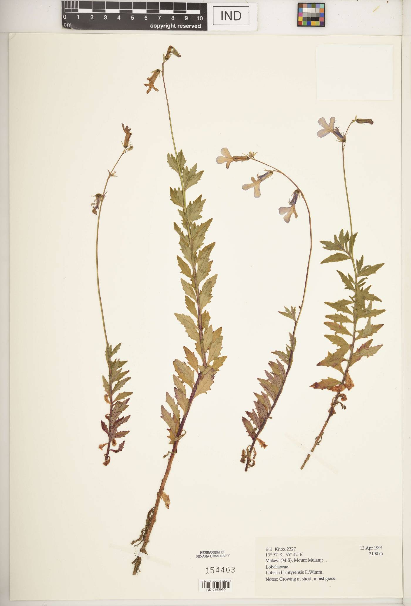 Lobelia blantyrensis image