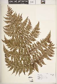 Dryopteris kilemensis image