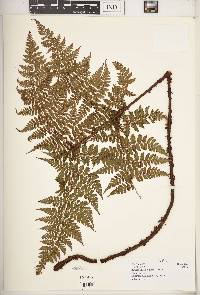 Dryopteris kilemensis image