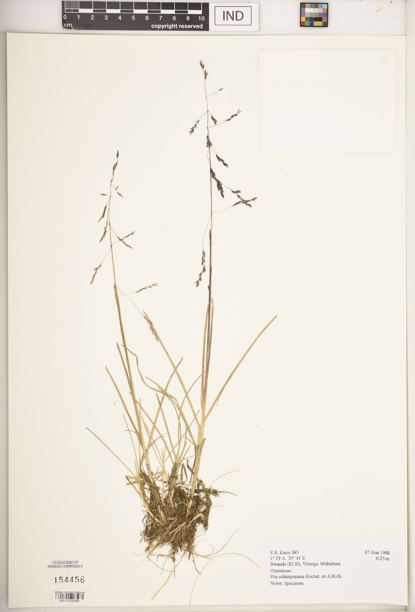 Poa schimperiana image