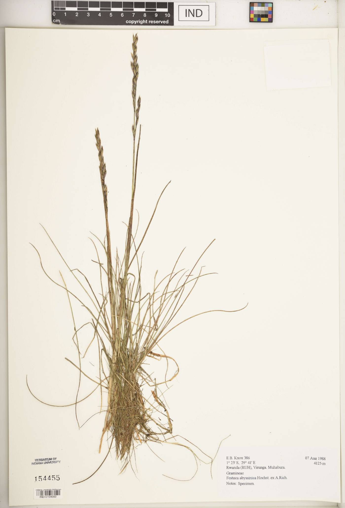 Festuca abyssinica image