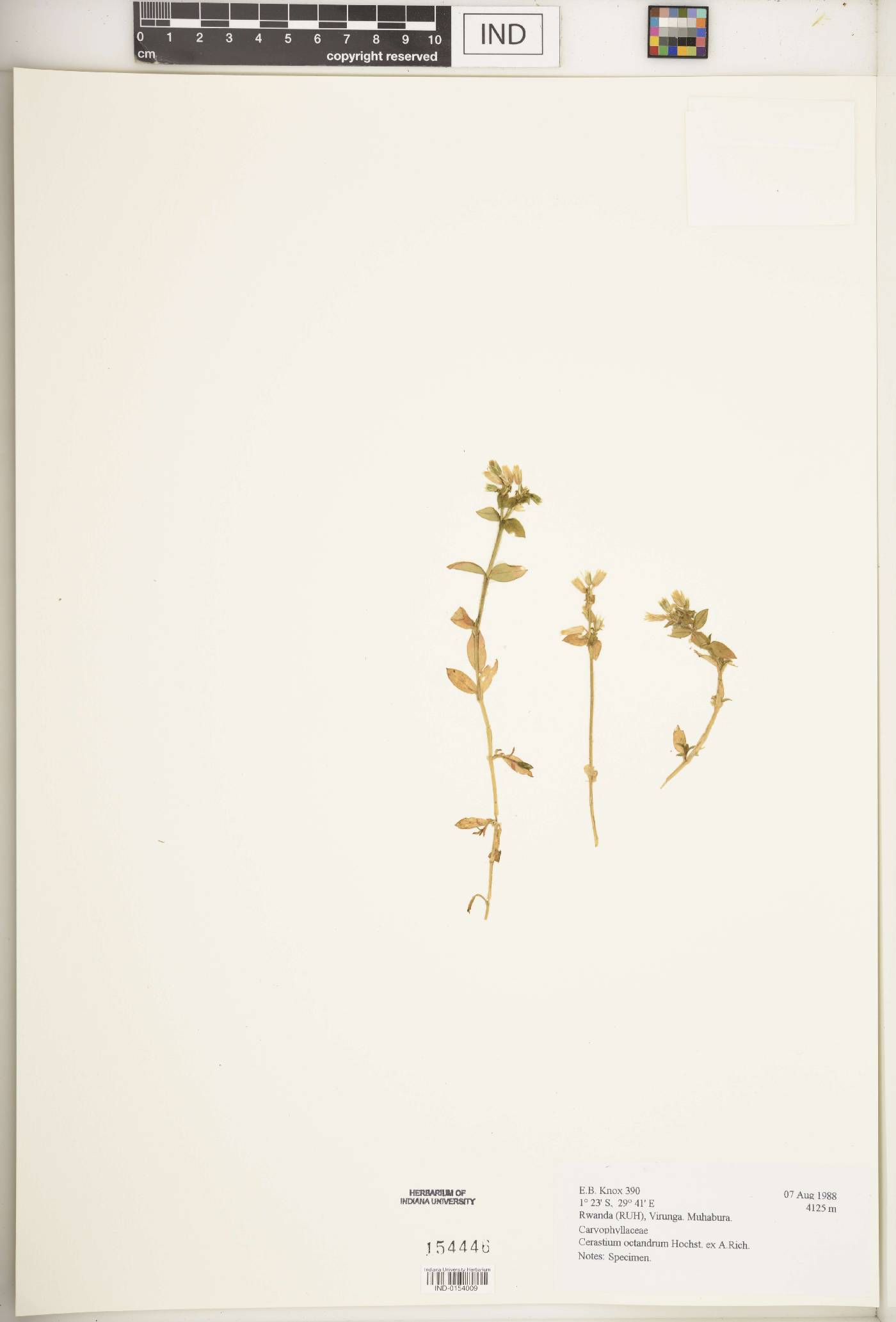 Cerastium octandrum image