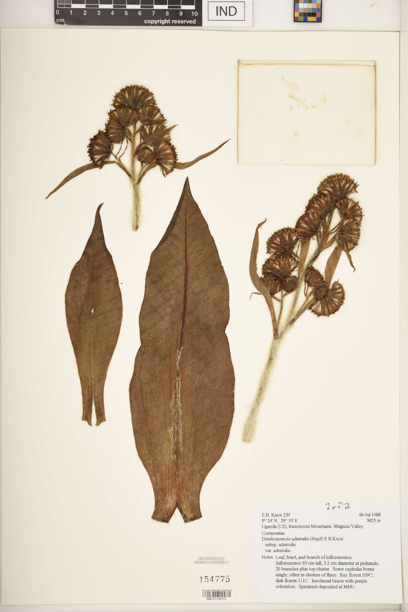 Dendrosenecio adnivalis subsp. adnivalis image