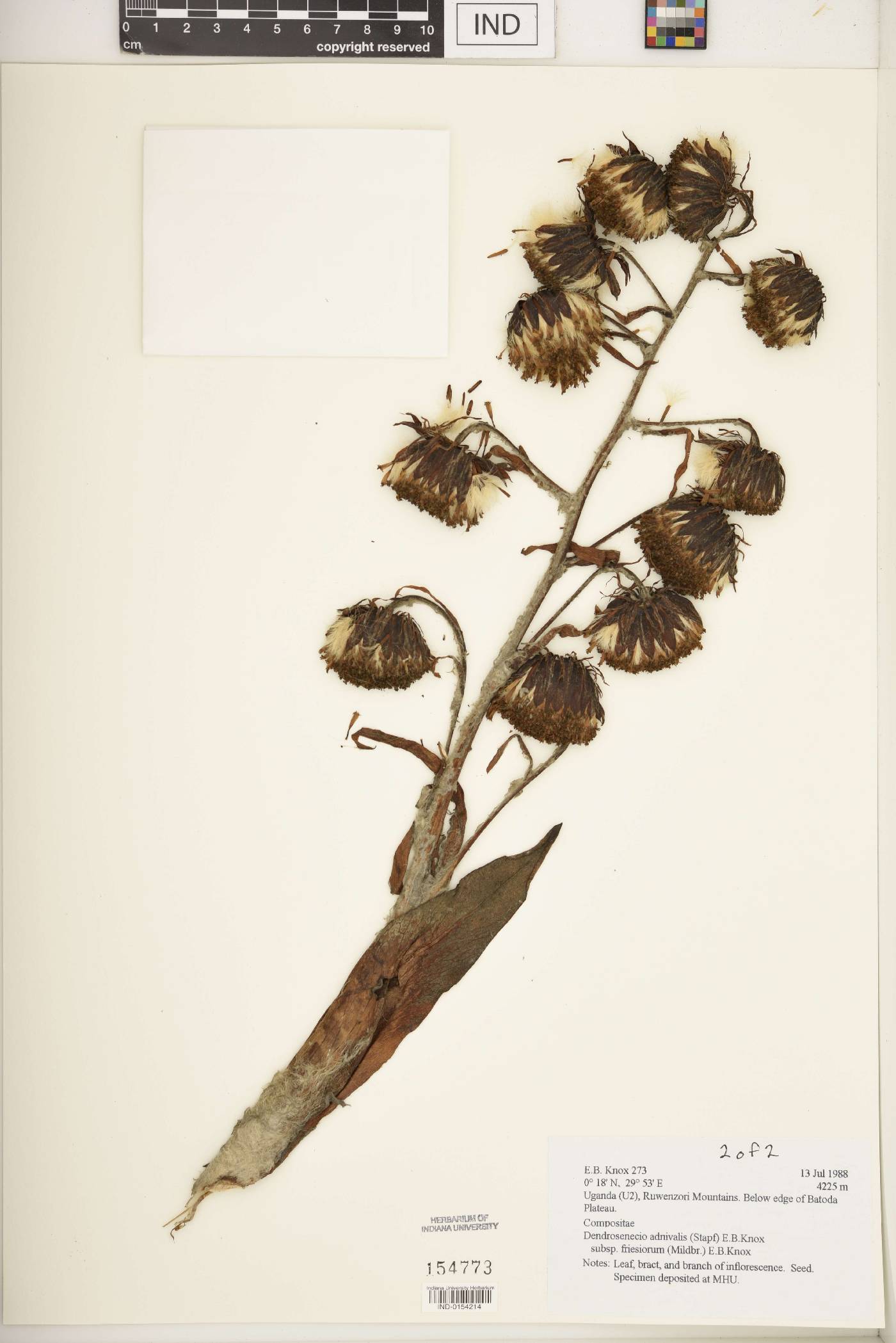 Dendrosenecio adnivalis subsp. friesiorum image