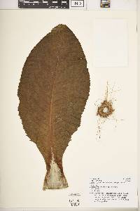 Dendrosenecio adnivalis image