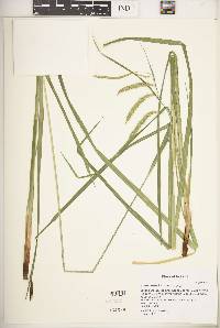 Carex crinita var. crinita image