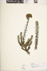 Helichrysum forskahlii image