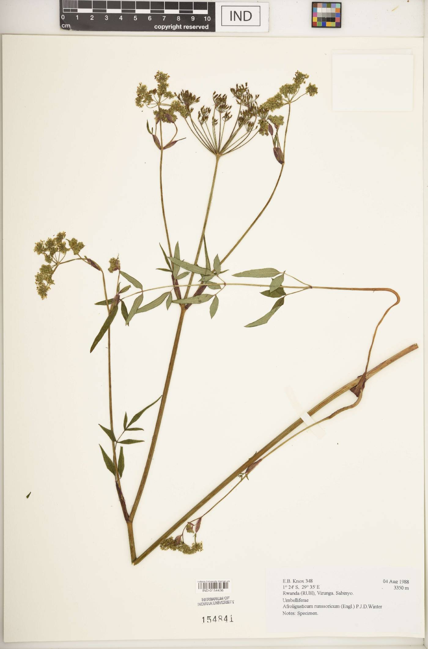 Afroligusticum image