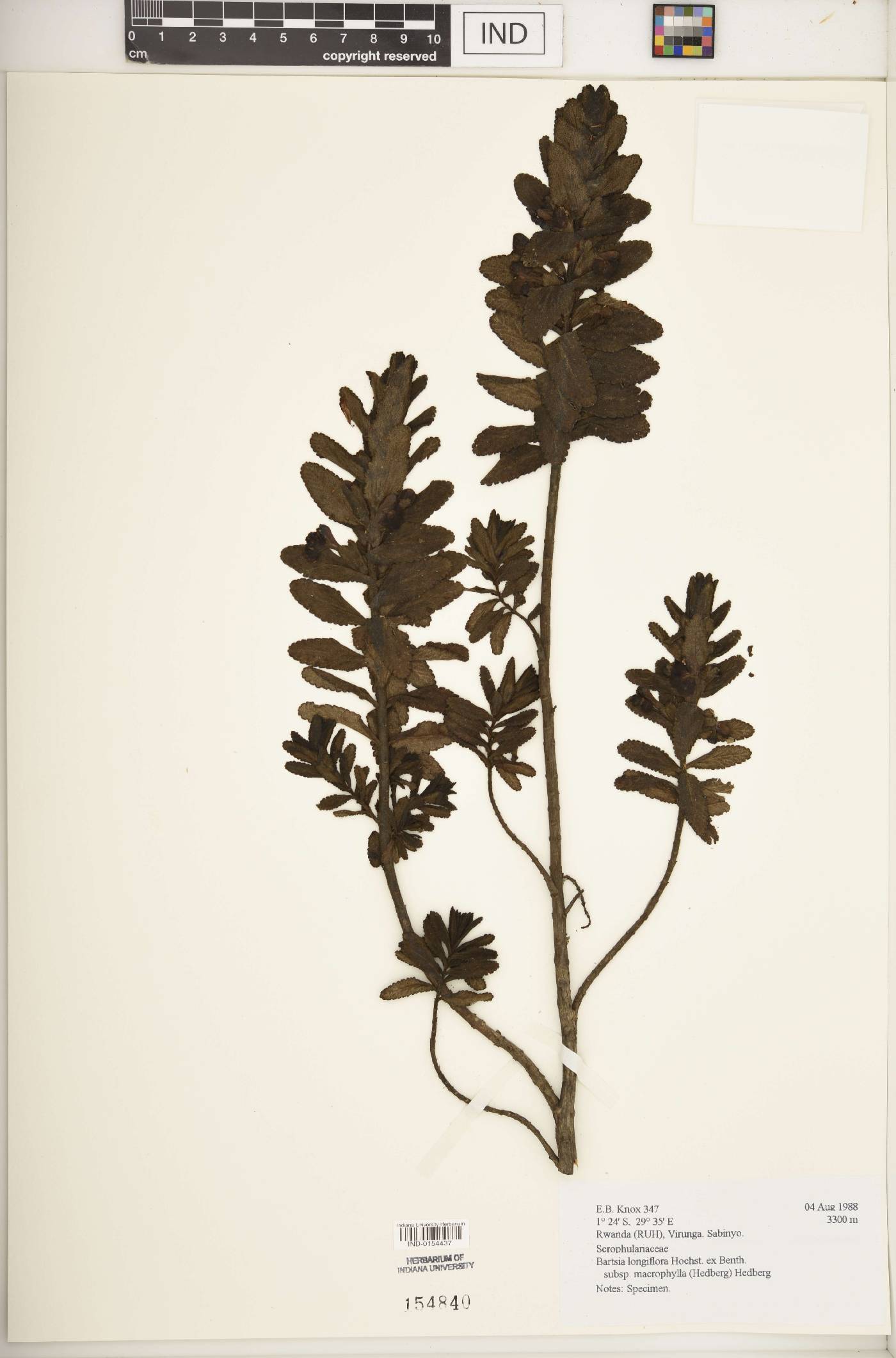 Bartsia longiflora image