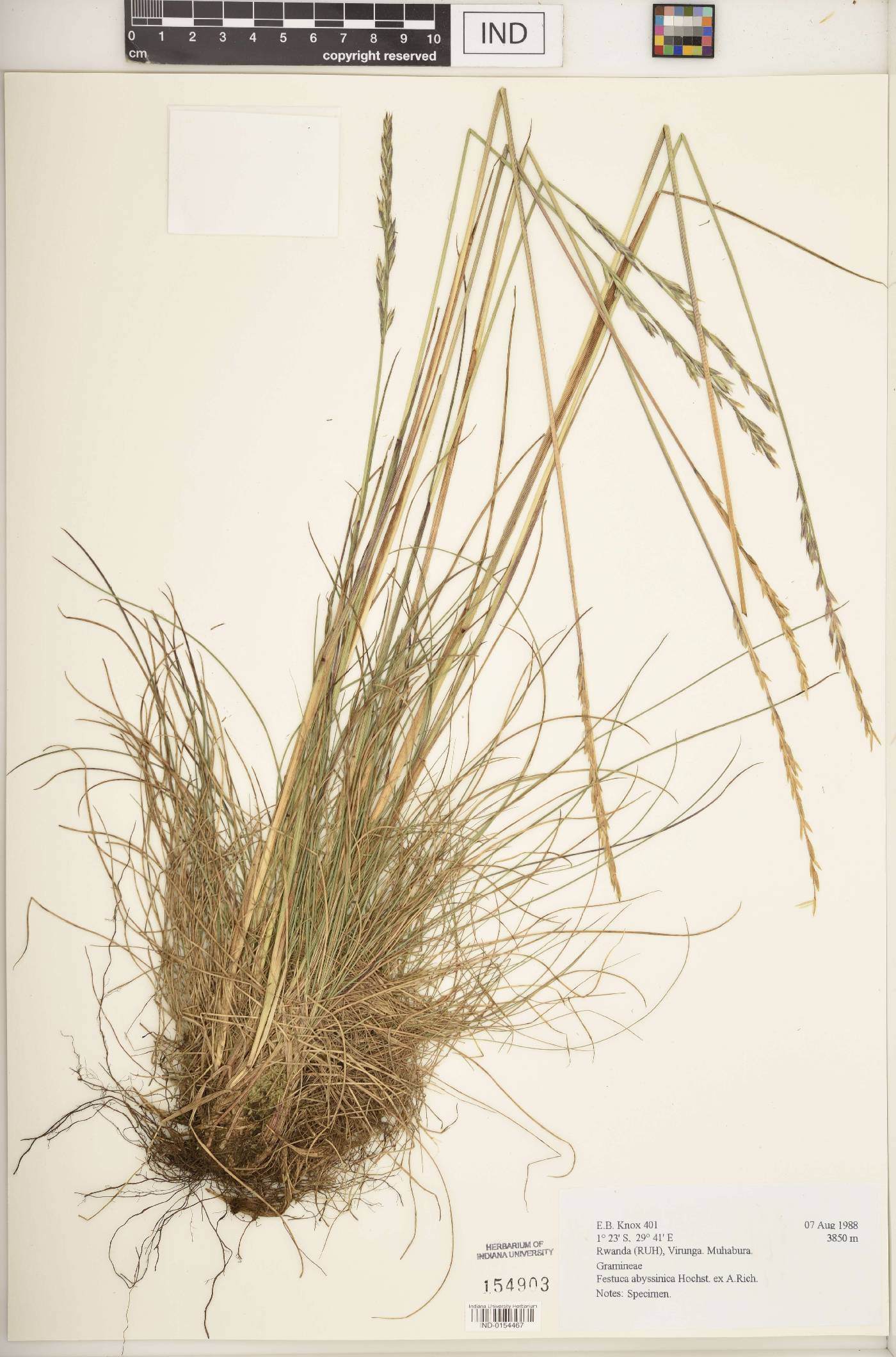 Festuca abyssinica image