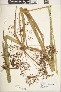 Cyperus derreilema image