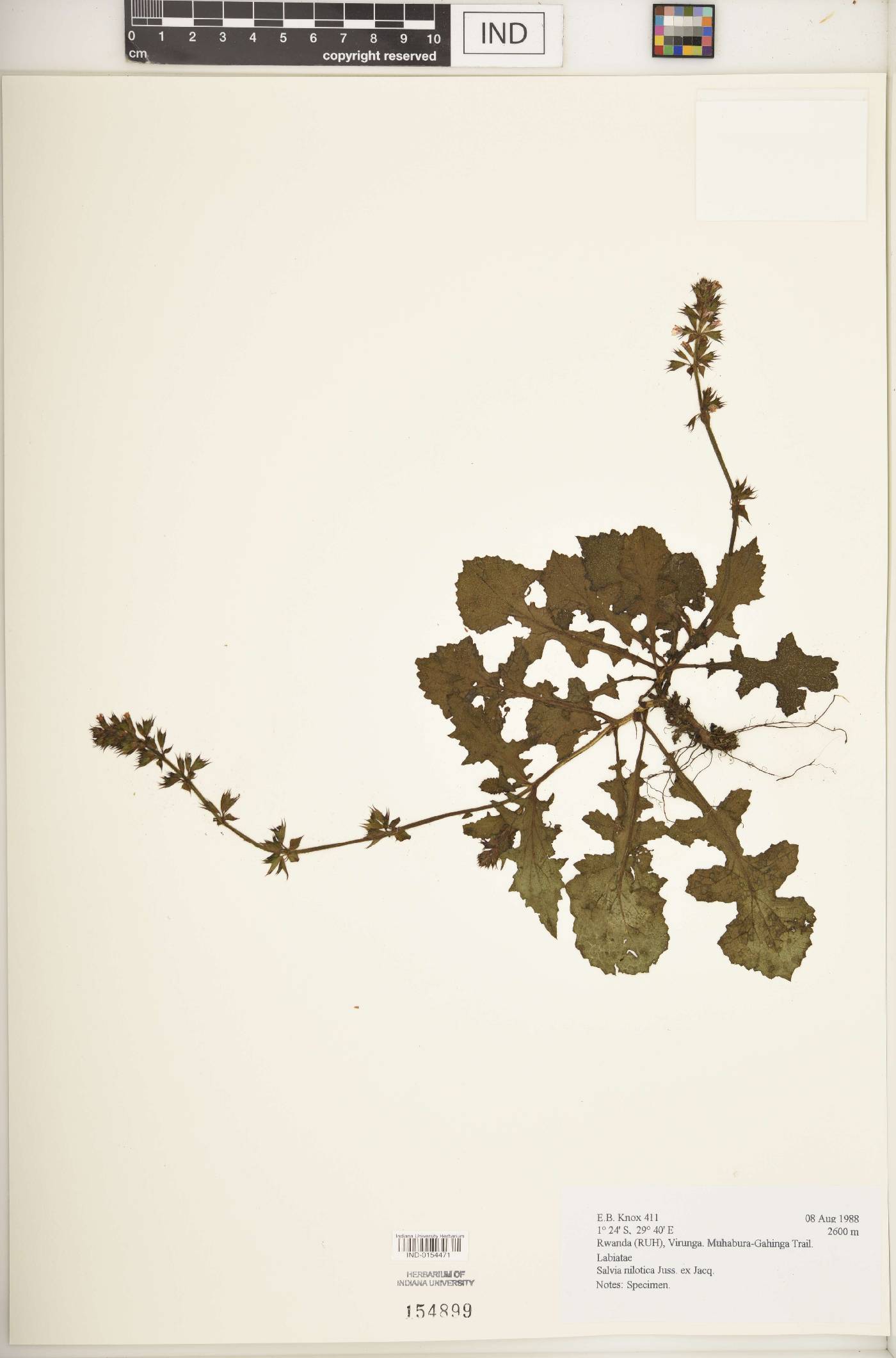 Salvia nilotica image