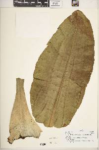 Dendrosenecio kilimanjari subsp. kilimanjari image