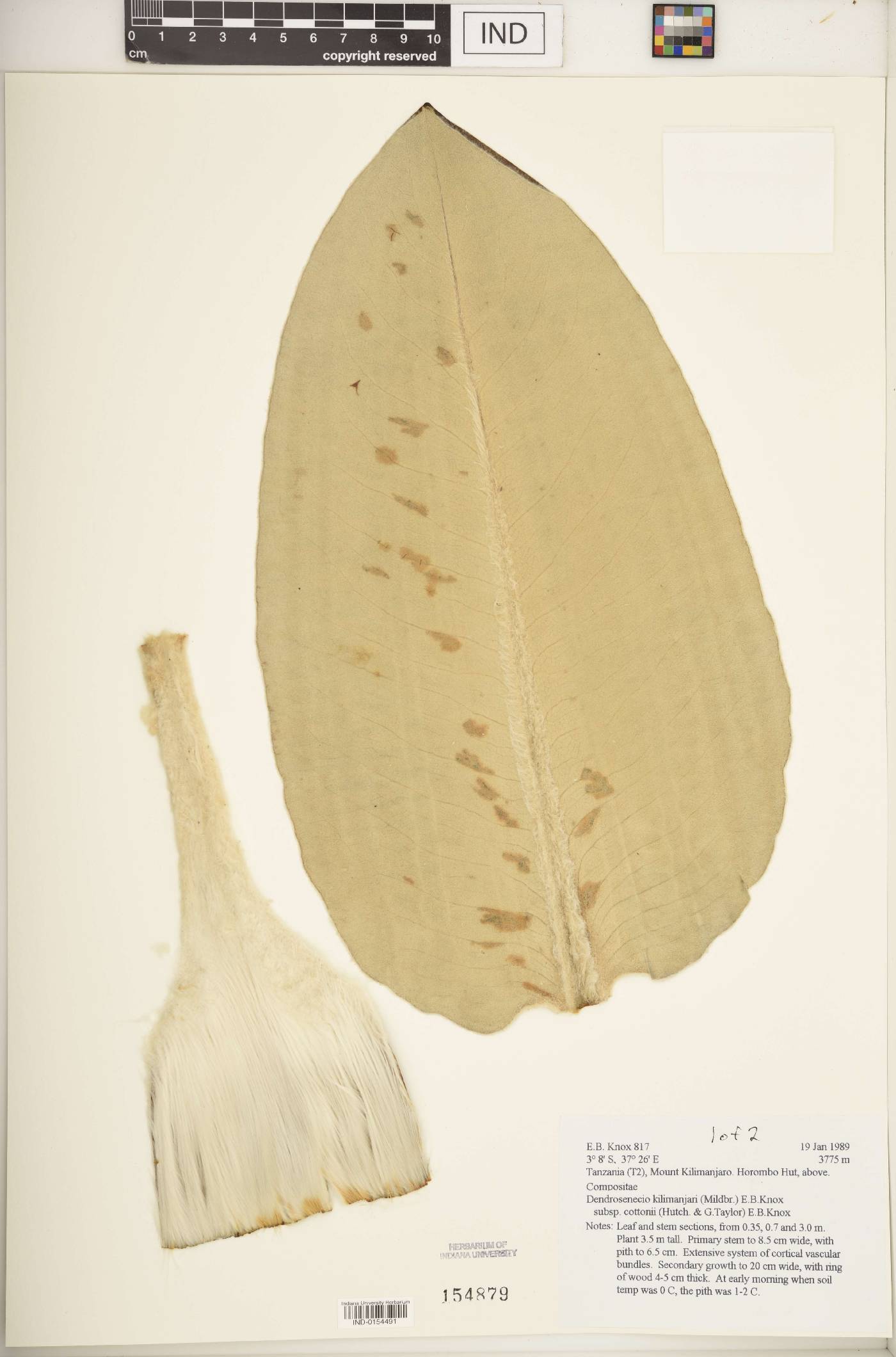 Dendrosenecio kilimanjari subsp. cottonii image