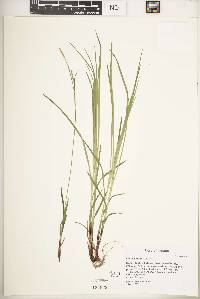 Carex woodii image