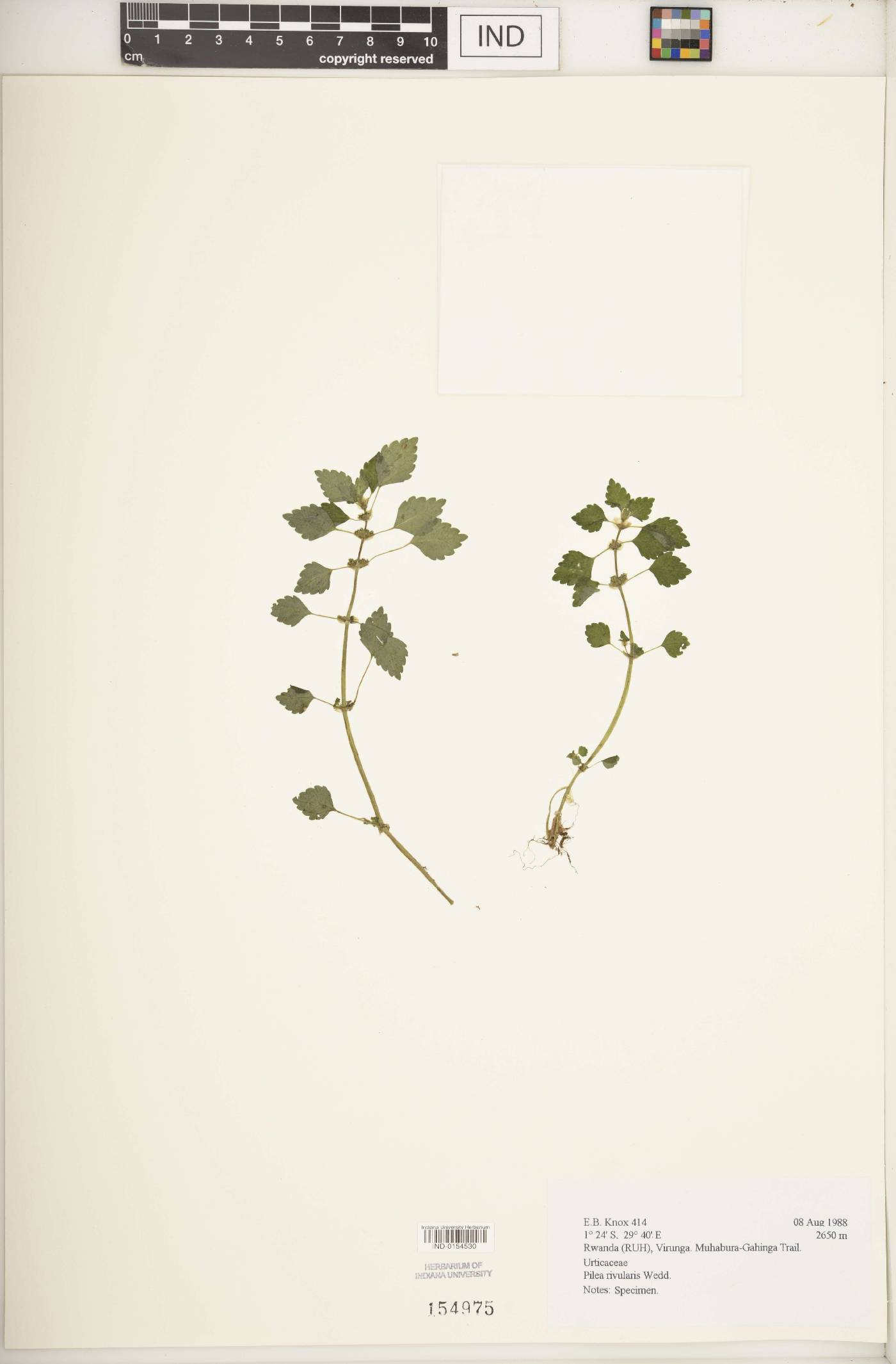 Pilea rivularis image