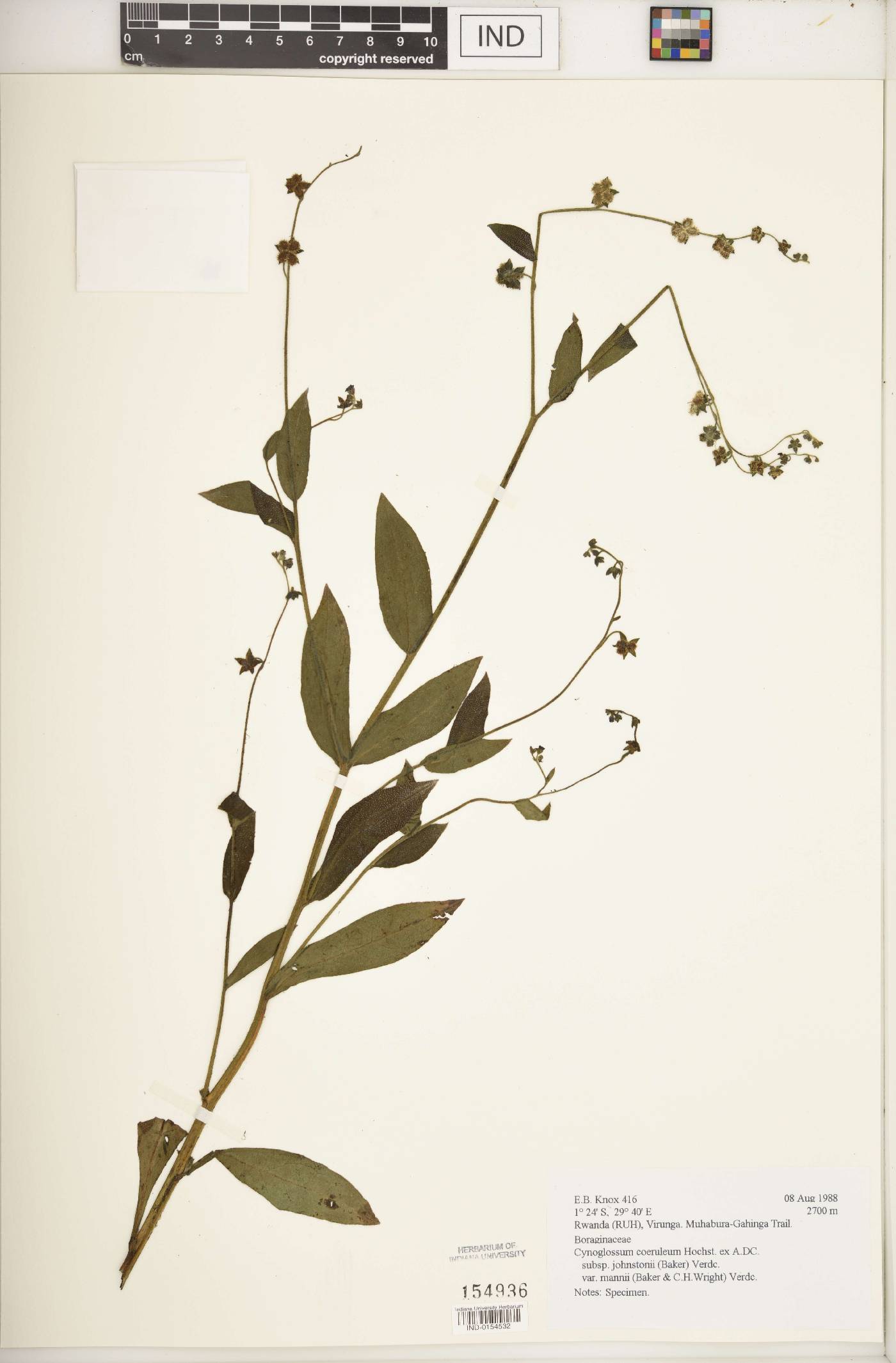 Cynoglossum coeruleum subsp. johnstonii image