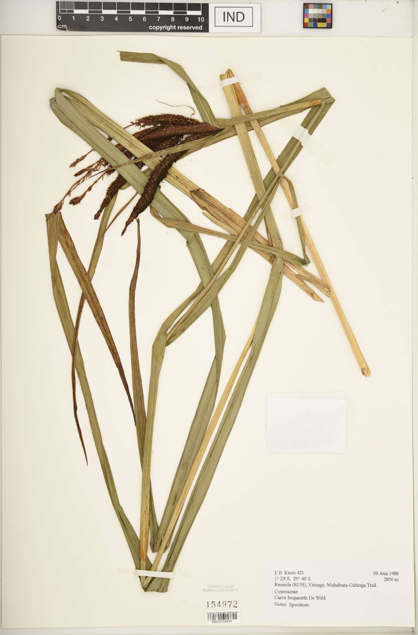 Carex bequaertii image