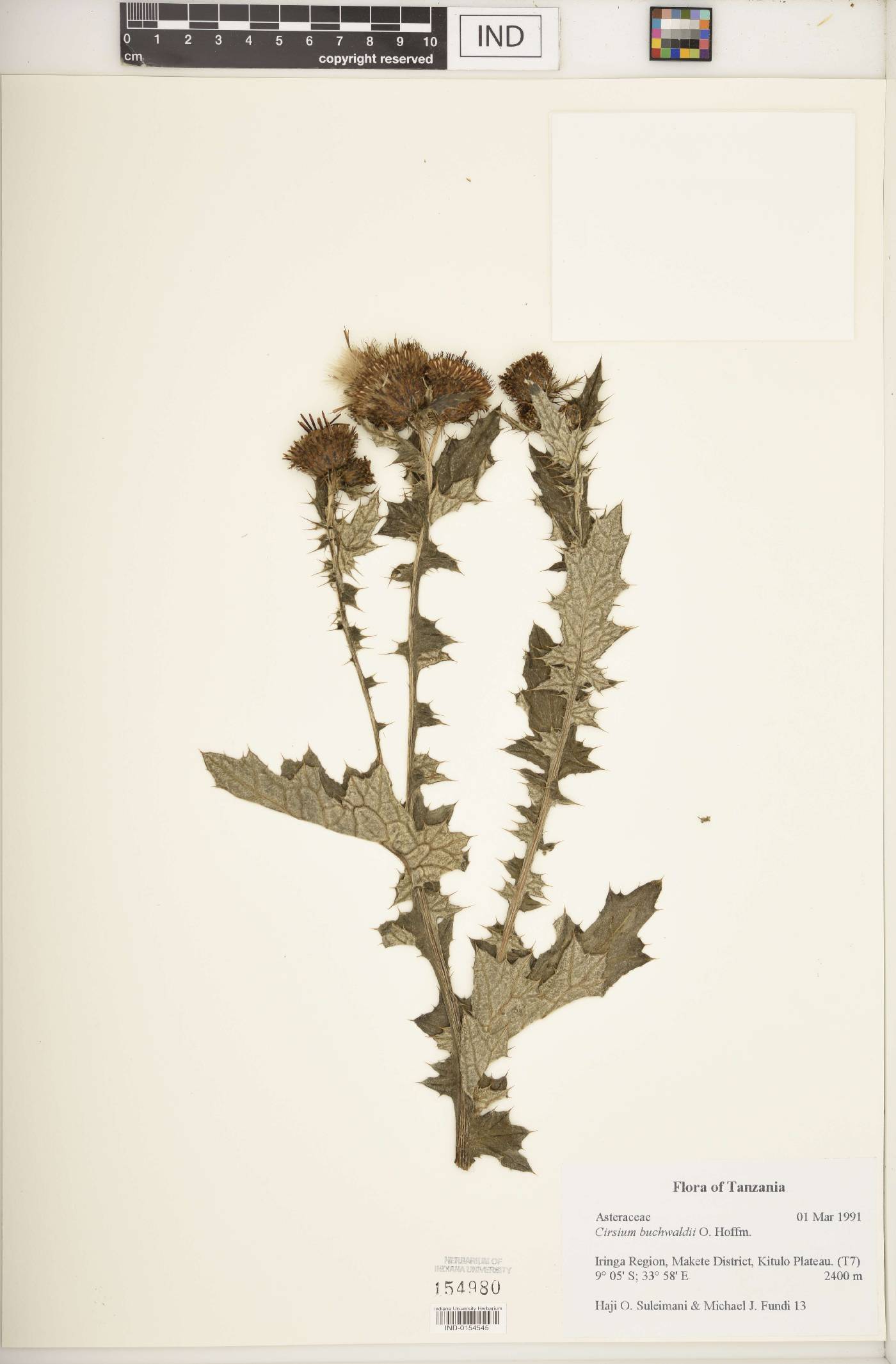 Cirsium buchwaldii image