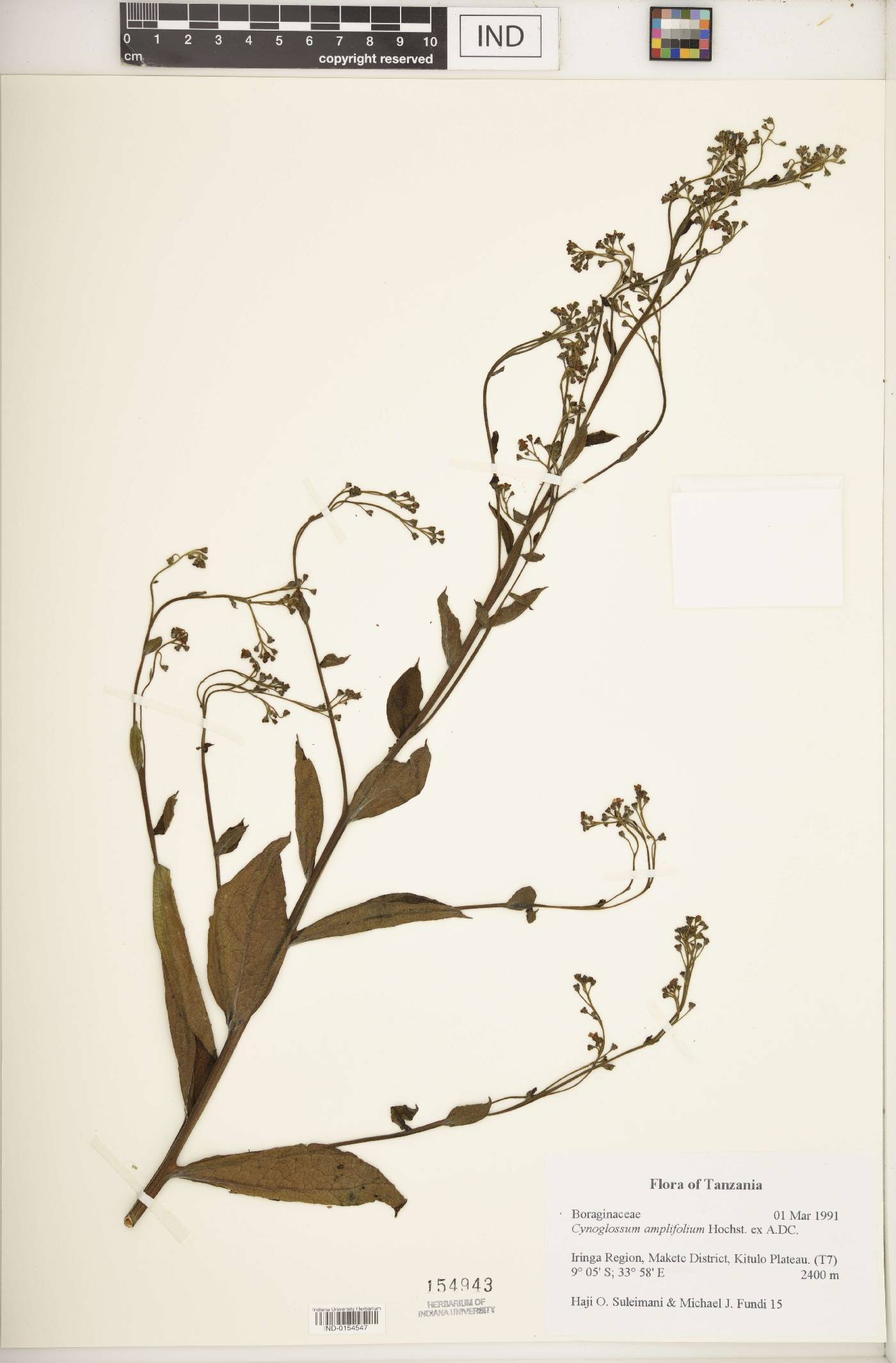 Cynoglossum amplifolium image