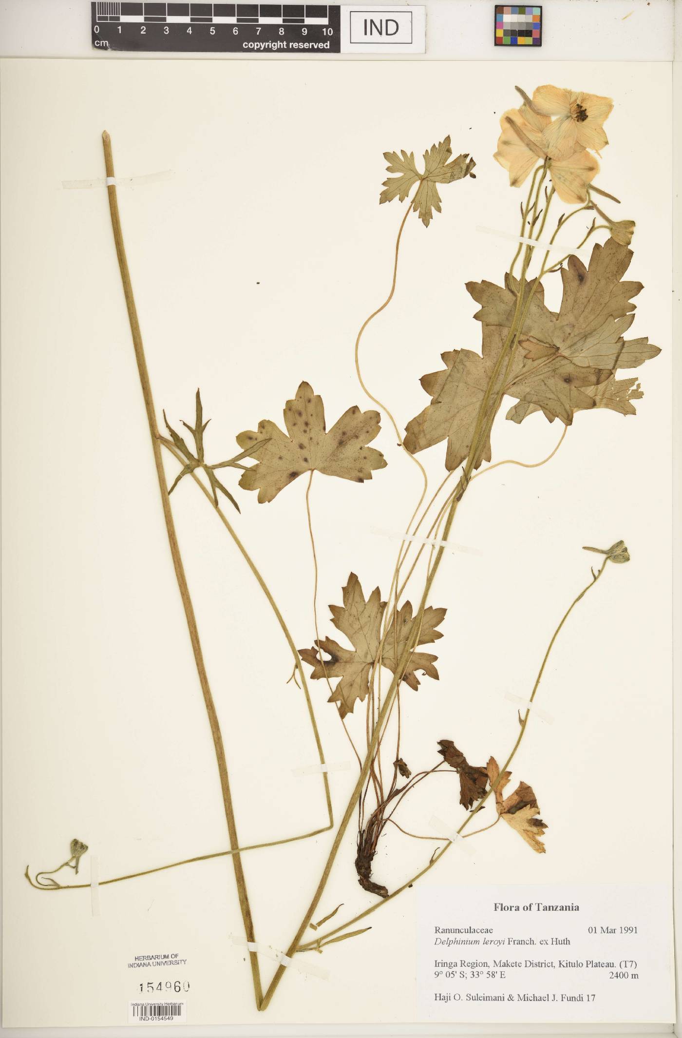 Delphinium leroyi image
