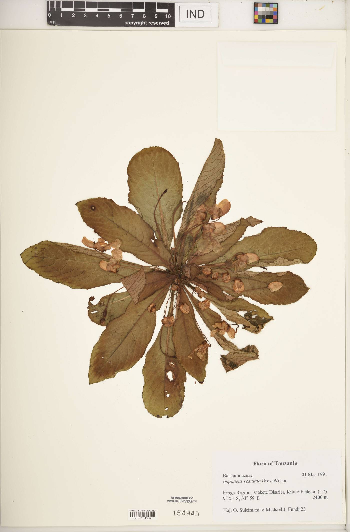 Impatiens rosulata image