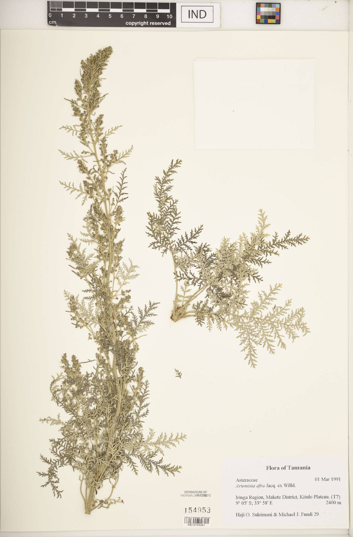 Artemisia afra image