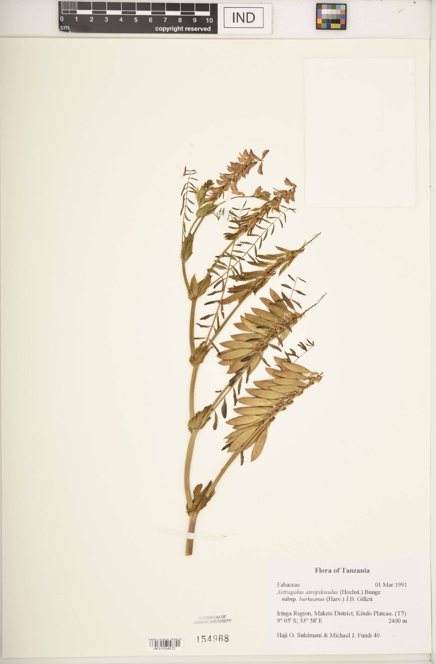 Astragalus atropilosulus image