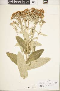 Senecio ochrocarpus image