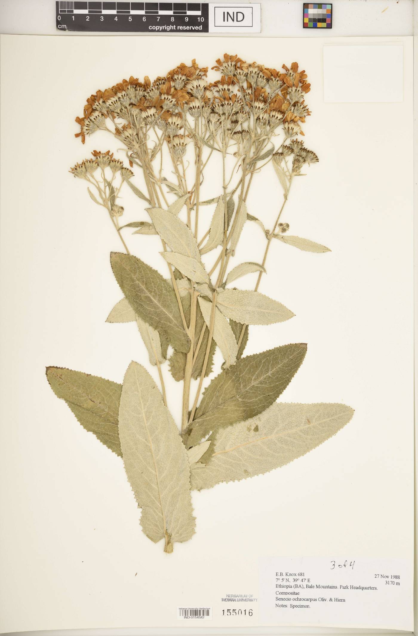 Senecio ochrocarpus image