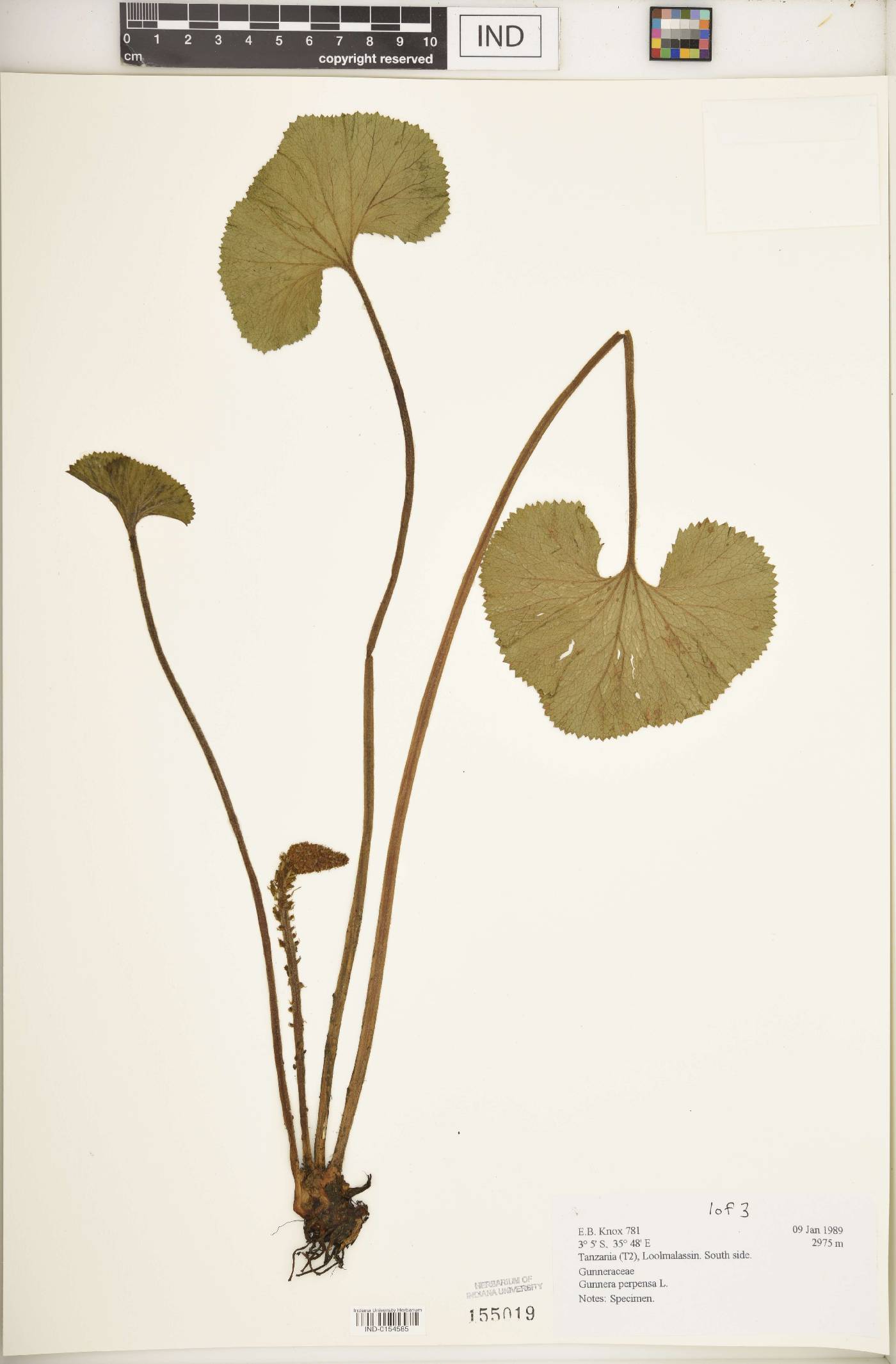 Gunnera perpensa image