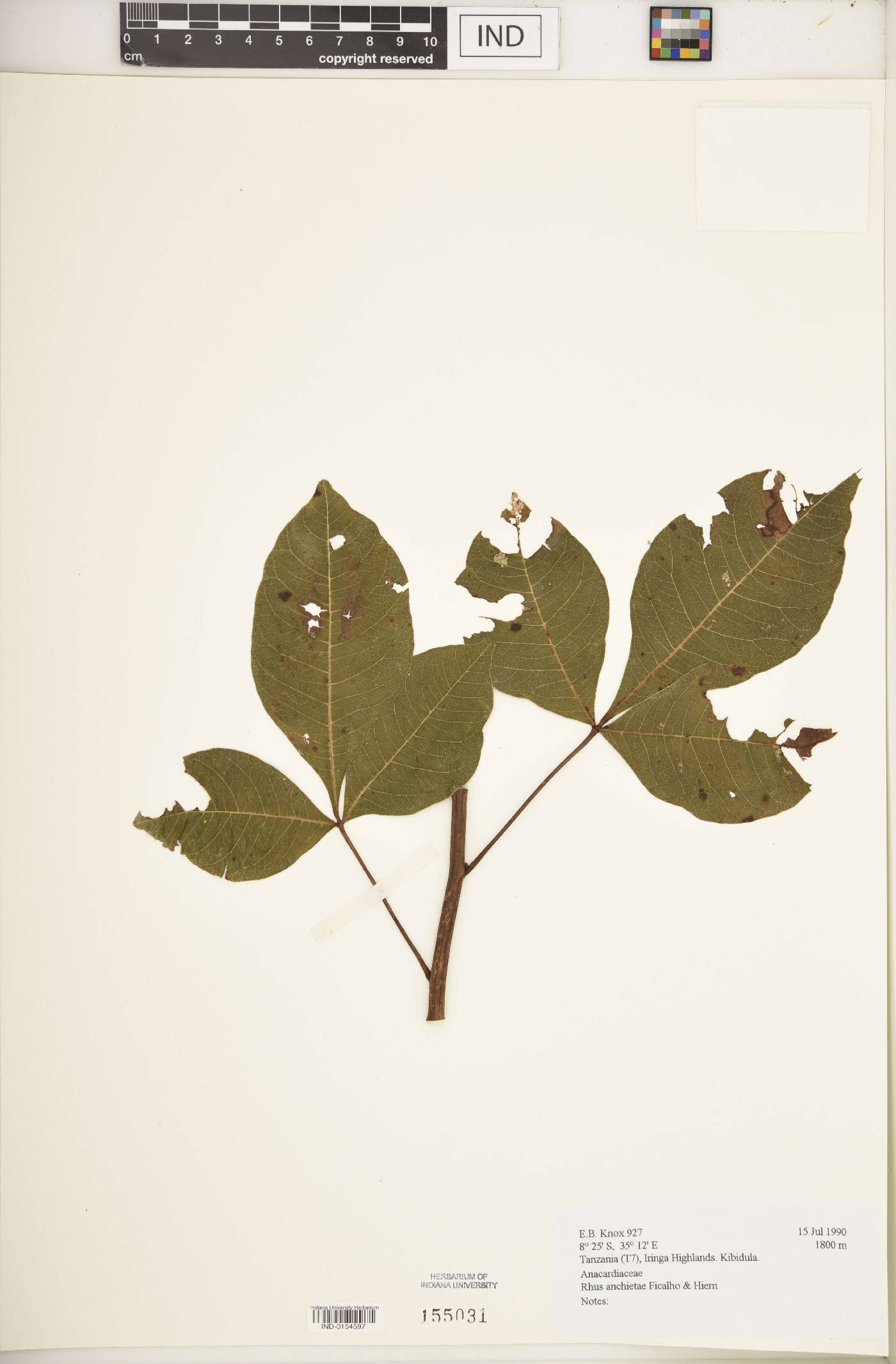 Rhus anchietae image