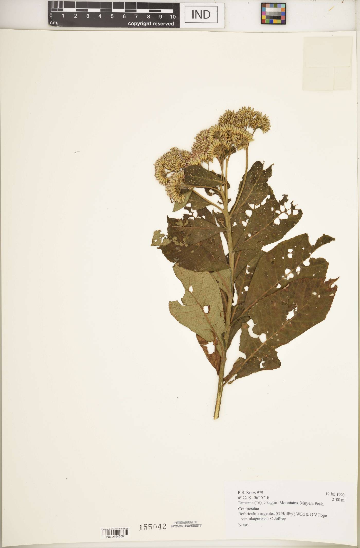 Bothriocline argentea image