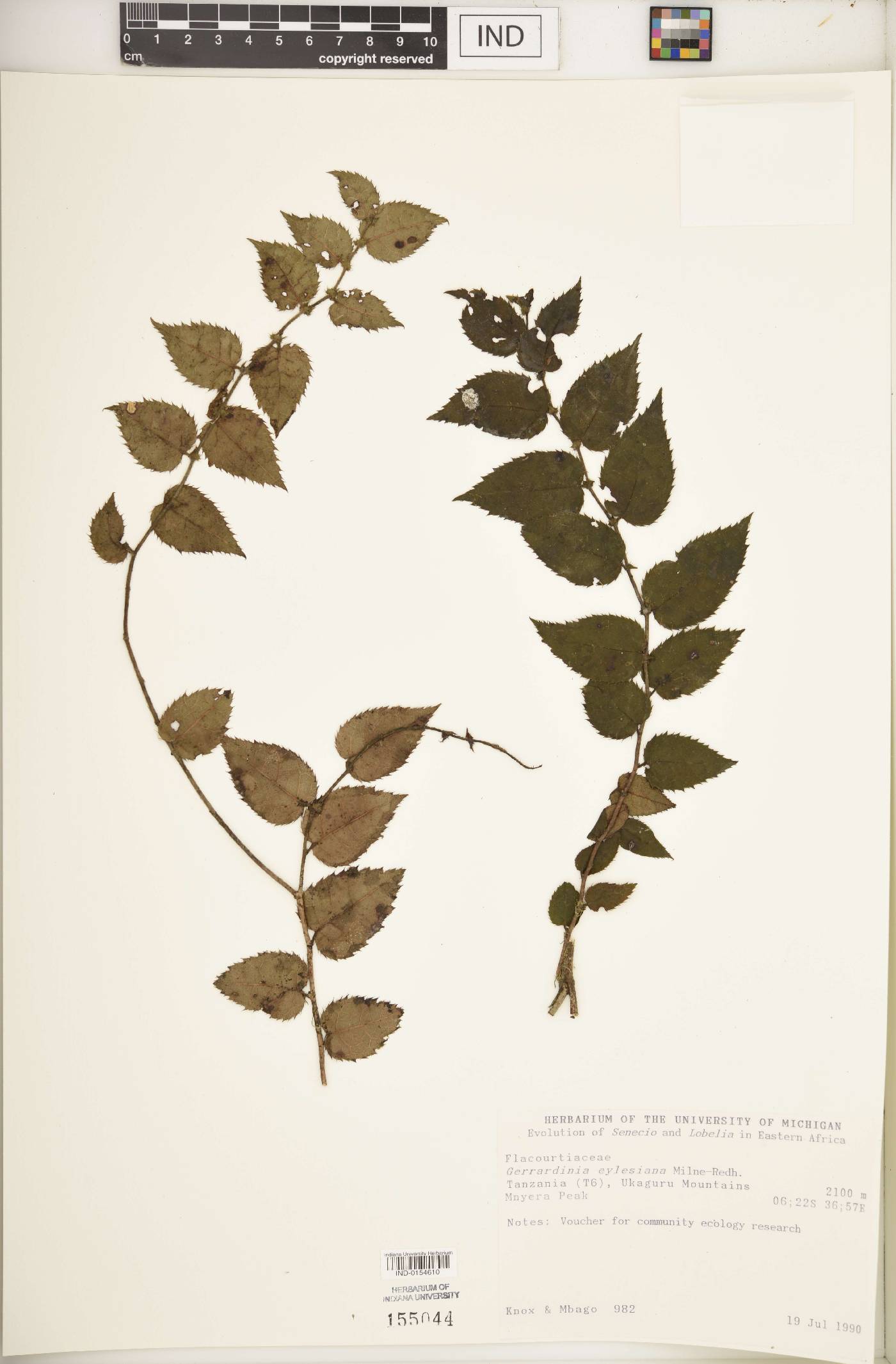 Gerrardinaceae image