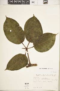Schefflera myriantha image