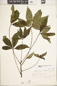 Schefflera lukwangulensis image